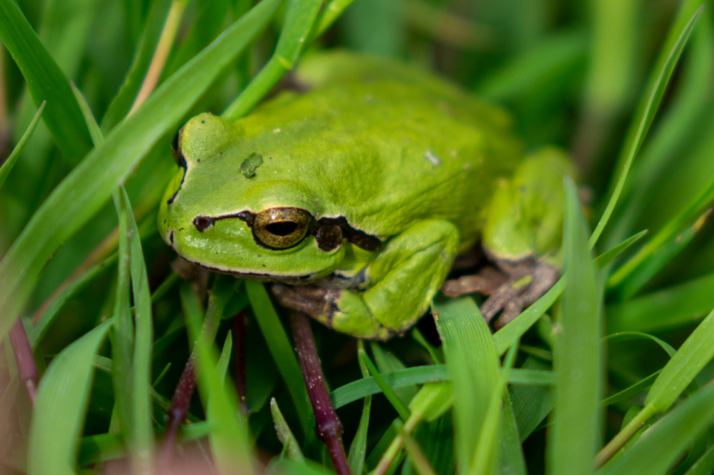 Laubfrosch (Foto: Thea Bulas)